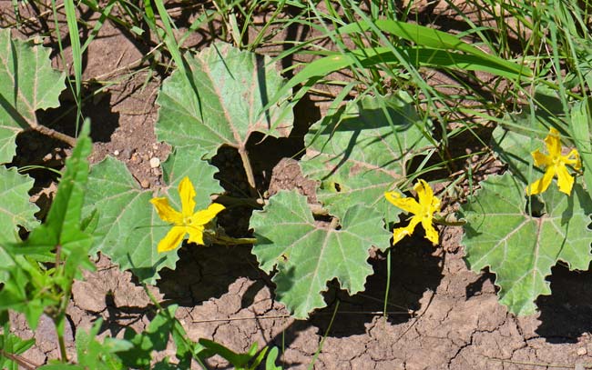 Apodanthera undulata, Melon Loco, Southwest Desert Flora